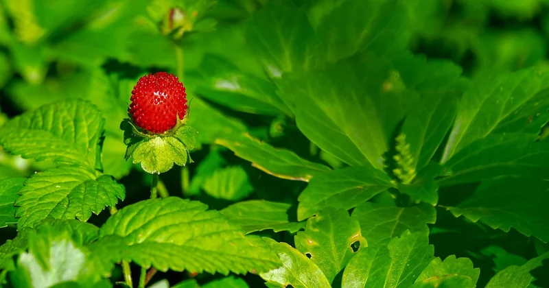 Fraisiers remontants ou non remontants : le choix qui change tout