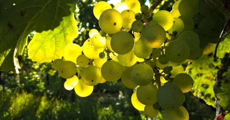 Le piège que tout le monde sous-estime : la cuve vide
