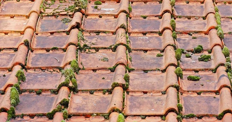 Traitement antimousse à La Ciotat : dites adieu aux mousses et lichens