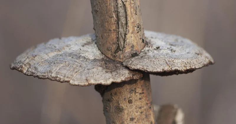 Les autres sosies : polypore, et compagnie