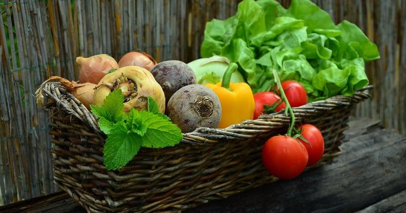 Mon jardinier bio : 7 conseils pour un potager naturel