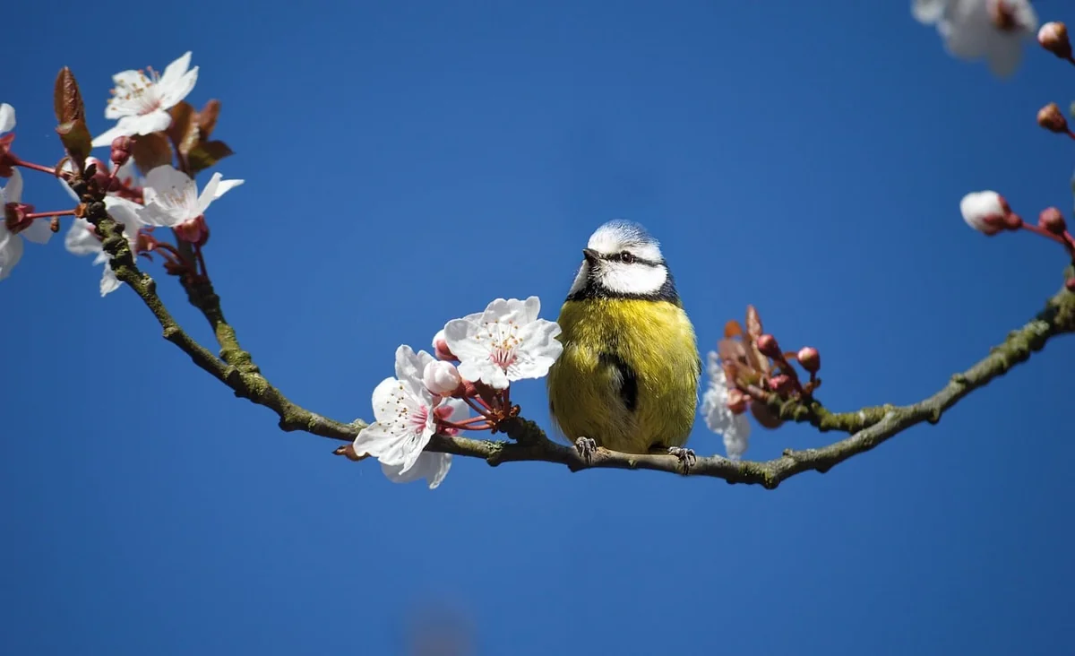 Oisillon mésange nourriture : ce qu'il faut lui donner (et ce qui le tue)