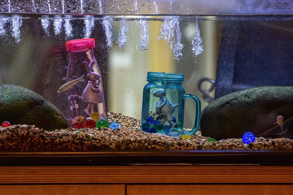 Pierre naturelle aquarium : guide complet pour un décor authentique en 2026