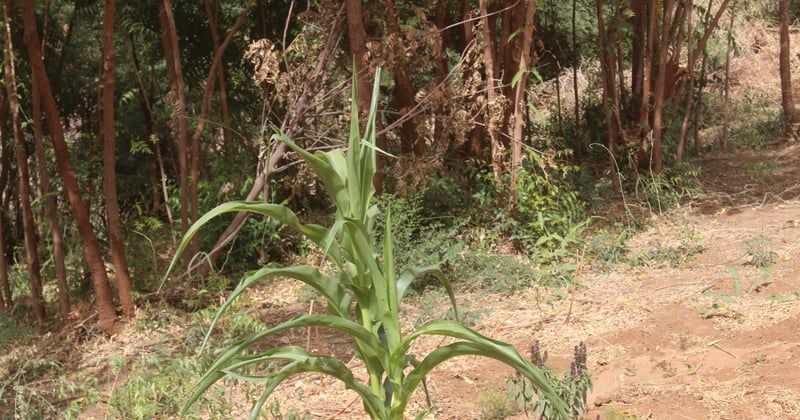 Roundup Ultra Plus : le désherbant qui vient à bout des mauvaises herbes
