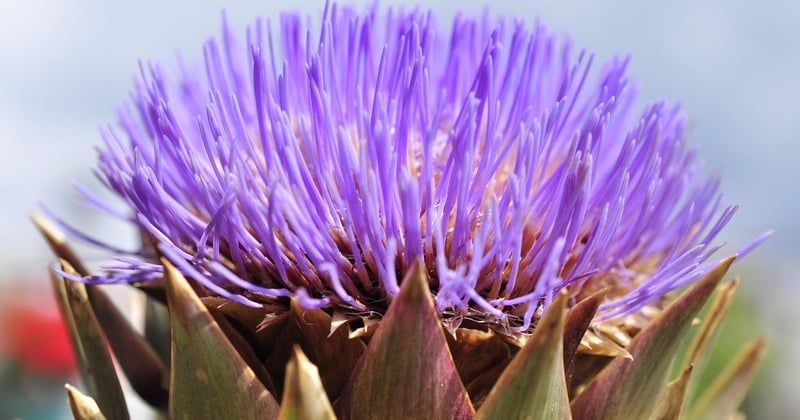 Les tendances 2026 pour choisir un échafaudage de jardin pratique et sécurisé