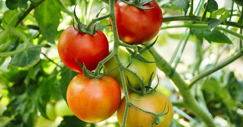 10 techniques innovantes pour jardin qui vont transformer votre espace vert