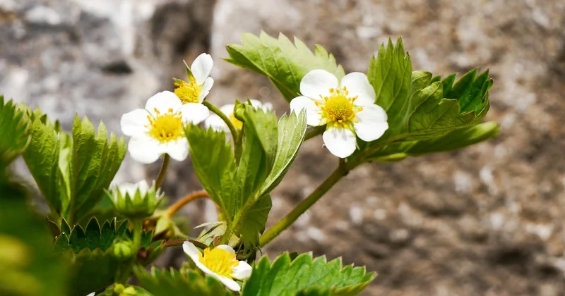 Quand planter les fraisiers : la fin de l'été, et pas une autre date