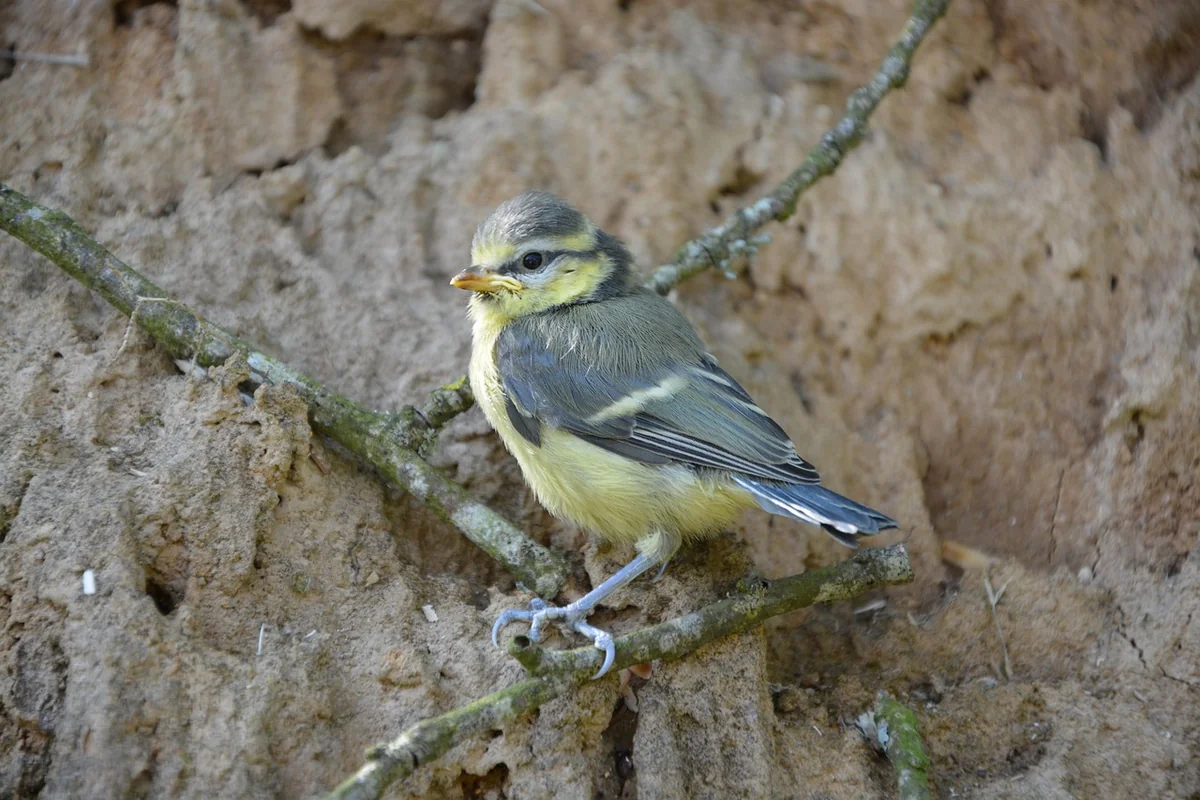 Évolution oisillon mésange : le calendrier complet, du nid à l'autonomie