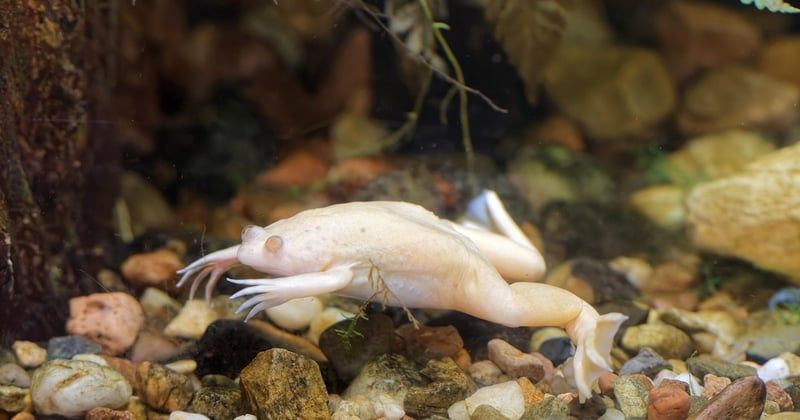 Mettre une pierre dans un aquarium : le guide simple et sans risque