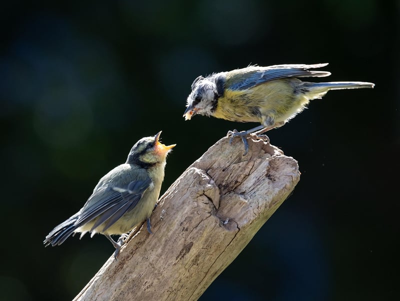 Comment reconnaitre un oisillon mesange et bien l'aider au jardin